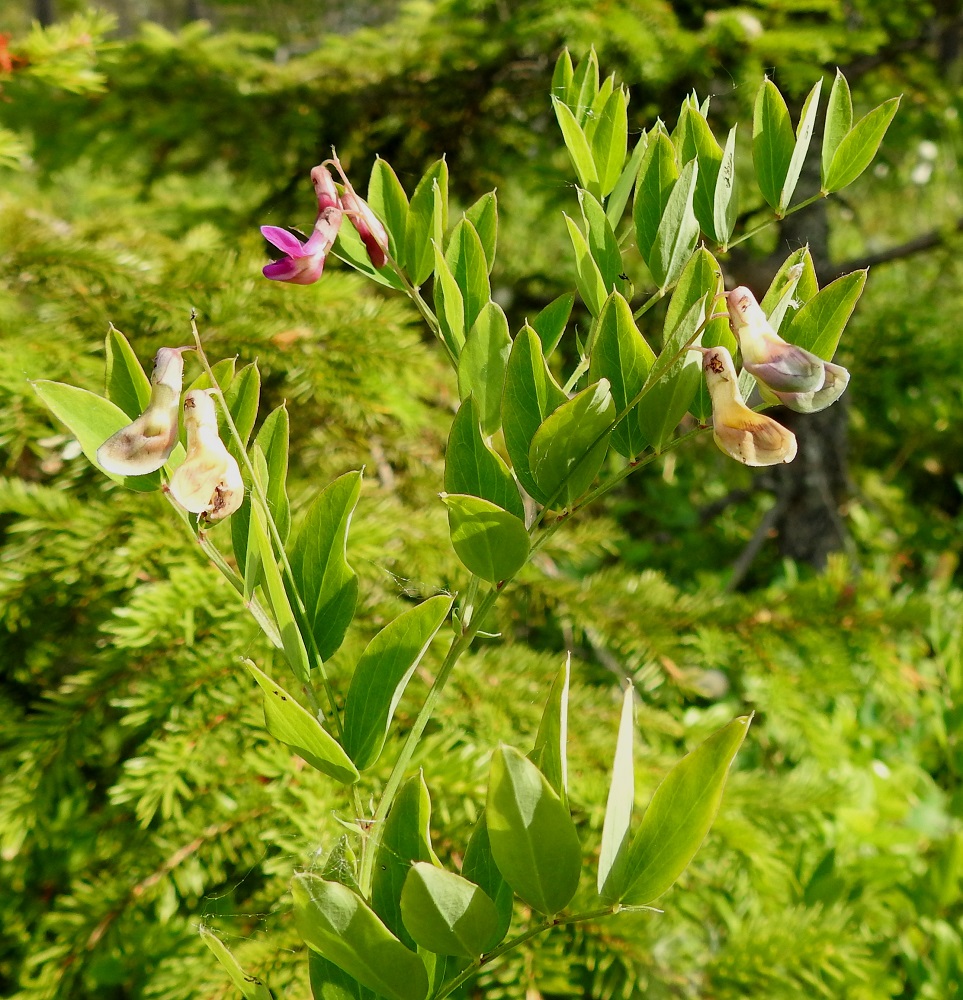 Lathyrus niger - mustalinnunherneen teriö on kukinnan jälkeen lähes väritön tai vihertävän ja ruskehtavan kirjava. Näin käy yleensä muidenkin hernekasvien teriöille. Sen sijaan mustalinnunherne poikkeaa sukulaisistaan eräässä toisessa värimuutoksessa. Se on saanut tieteellisen ja suomalaisen lajinimensä siitä, että se kuivuessaan usein mustuu kauttaaltaan. 20.6.2023. Copyright Hannu Kämäräinen.