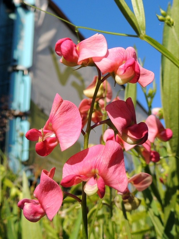 Lathyrus sylvestris - metsänätkelmän kukkaperä on noin 5-10 mm pitkä. Sen tyvellä on rihmamaisen kapea ja noin 3-6 mm pitkä tukilehti, joka varisee varhain. Teriö on punainen tai vaaleanpunainen ja hernekasveille tyypillisesti vastakohtainen ja perhomainen. Kukan viisi terälehteä ovat keskenään hyvin erinäköiset ja erikoistuneet omiin tehtäviinsä täysin sulkeutuneen nielun ja kokonaan peittoon jäävien heteiden ja emin ympärillä. Pääsäännöstä poiketen vasemmalla olevasta keskimmäisestä kukasta on ilmeisesti rajumman pölytyksen myötä luiskahtanut emin vartalo ja siitepölyn täyttämä luotti näkyville. EH, Lahti, ratapiha, pohjoislaita, entisen tavara-aseman länsipuoli kohdassa, jossa joukko raiteita päättyy viuhkamaisesti, 6.7.2015. Copyright Hannu Kämäräinen.