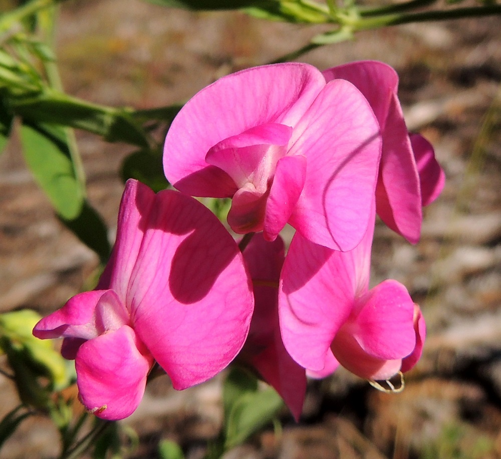 Lathyrus tuberosus - mukulanätkelmän teriön näkyvin ja kookkain terälehti on purje, joka nimensä mukaisesti kaartuu leveänä ylöspäin toimien vahvimpana houkuttimena pölyttäville isoille pistiäisille. Terälehti on pyöreäpäinen, selvälovinen, suorana noin teriön mittainen ja kärkiosastaan noin 13-18 mm leveä. Teriön sivuilla on siiviksi kutsuttu terälehtipari, jonka lehdet ovat hieman epäsymmetrisesti kapean vastapuikeat ja tylppä- tai pyöreäpäiset sekä pitkän kapeatyviset. Ne ovat leveimmältä kohtaa noin 5-7 mm leveät. 6.7.2015. Copyright Hannu Kämäräinen.