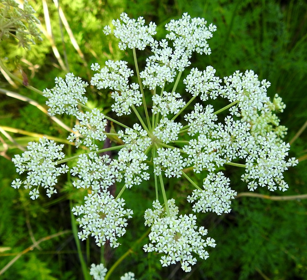 Peucedanum palustre - luhtasuoputken pääsarjan pikkusarjoissa on yleensä noin 20-40 kukkaa. Kuvassa olevassa pääsarjassa pikkusarjoja on 25. Niiden perä on suora ja kukintavaiheessa noin 1,5-4,5 cm pitkä. EP, Kristiinankaupunki, Siipyy, Norrhamngrundet, Norrhamnen-merenlahden eteläpään lounaiskulman merenrantaniitty rantametsikön laidassa, 18.7.2021. Copyright Hannu Kämäräinen.