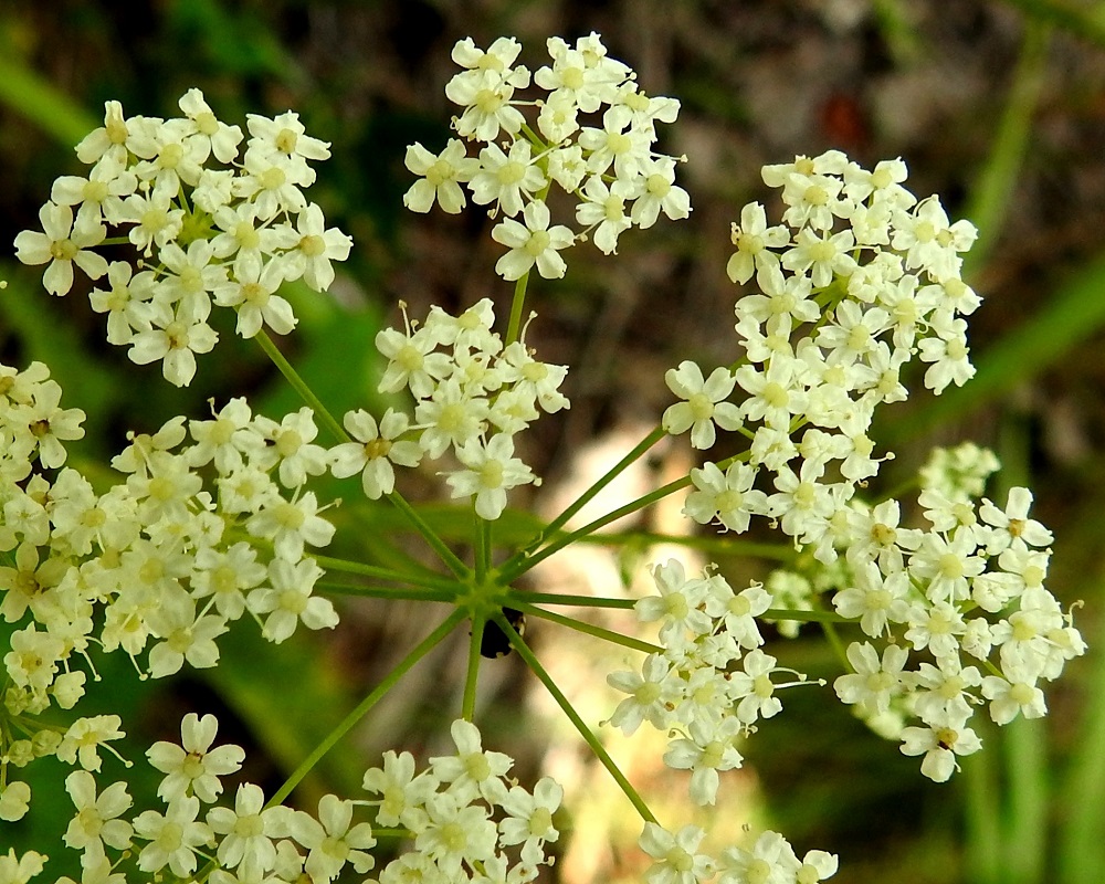 Pimpinella saxifraga - ahopukinjuuren teriö on säteittäinen, valkoinen ja ilman heteitä noin 2,5-3 mm leveä. Terälehtiä on viisi, ja ne ovat symmetriset, pyöreähköt tai pitkänpyöreät sekä noin 1-1,7 mm pitkät ja noin 0,8-1,3 mm leveät. Kärki on tylppä ja lovipäinen johtuen pituuteen vaikuttamattomasta kärkinipukasta, joka on kääntynyt tiiviisti tyveen päin. Heteitä on viisi, ja niiden palhot ovat noin 1,1-1,9 mm pitkät sekä ponnet pyöreähköt. Emiö on tyveltään pullea, kellanvihertävä sekä kaksivartaloinen ja -luottinen. EH, Hämeenlinna, Lammi, Evo, Padasjoentien (tie 53) laide n. 500 m Opistotien haarasta lounaaseen, tienlaitaojasta metsänreunaan nouseva ojarinne, 13.7.2024. Copyright Hannu Kämäräinen.