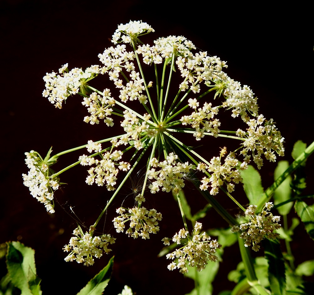 Sium latifolium - (iso)sorsanputken pikkusarjat ovat pääsarjan tavoin hieman kuperia ja kukkiessaan läpimitaltaan noin 10-15 mm. Niiden perä on matalasärmäinen tai lähes liereä ja noin 3-6 cm pitkä. EK, Hamina, Vehkalahti, Summanjoki, 23.7.2018. Copyright Hannu Kämäräinen.
