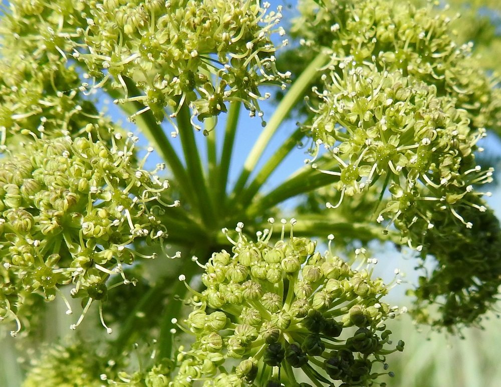 Angelica archangelica subsp. littoralis - meriväinönputken teriö on säteittäinen, vaaleanvihertävä ja ilman heteitä noin 3-4 mm leveä. Terälehtiä on viisi, ja ne ovat symmetriset, pitkänpyöreät sekä noin 1,2-1,5 mm pitkät ja noin 0,9-1,1 mm leveät. Myös heteitä on viisi, ja niiden palhot ovat noin 2-3 mm pitkät sekä ponnet pyöreähköt. Emiö on tyveltään pullea, vihreä sekä kaksivartaloinen ja -luottinen. U, Hanko, niemen eteläpuolen merenranta, Kolavikenin itälaidassa olevien Stora Tallholmenin ja Lilla Tallholmenin niemien välisen lahdekkeen hiekkaranta-alue, 11.6.2021. Copyright Hannu Kämäräinen.