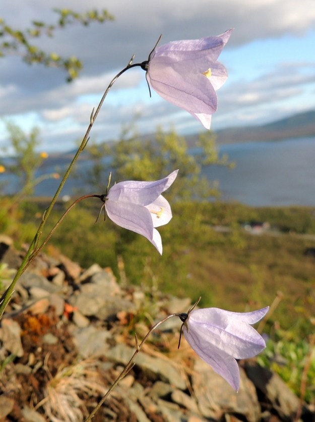 Campanula rotundifolia subsp. groenlandica - tunturikissankellon teriö voi toisinaan olla myös hyvin vaalean ja haalean sininen. EnL, Enontekiö, Kilpisjärvi, Saanan lounaisrinne, osin valuvetinen, jyrkkä kalliorinne retkeilykeskuksen leirintäalueen kohdalla, luonnonsuojelualue, 595 m mpy, 16.7.2013. Copyright Hannu Kämäräinen.
