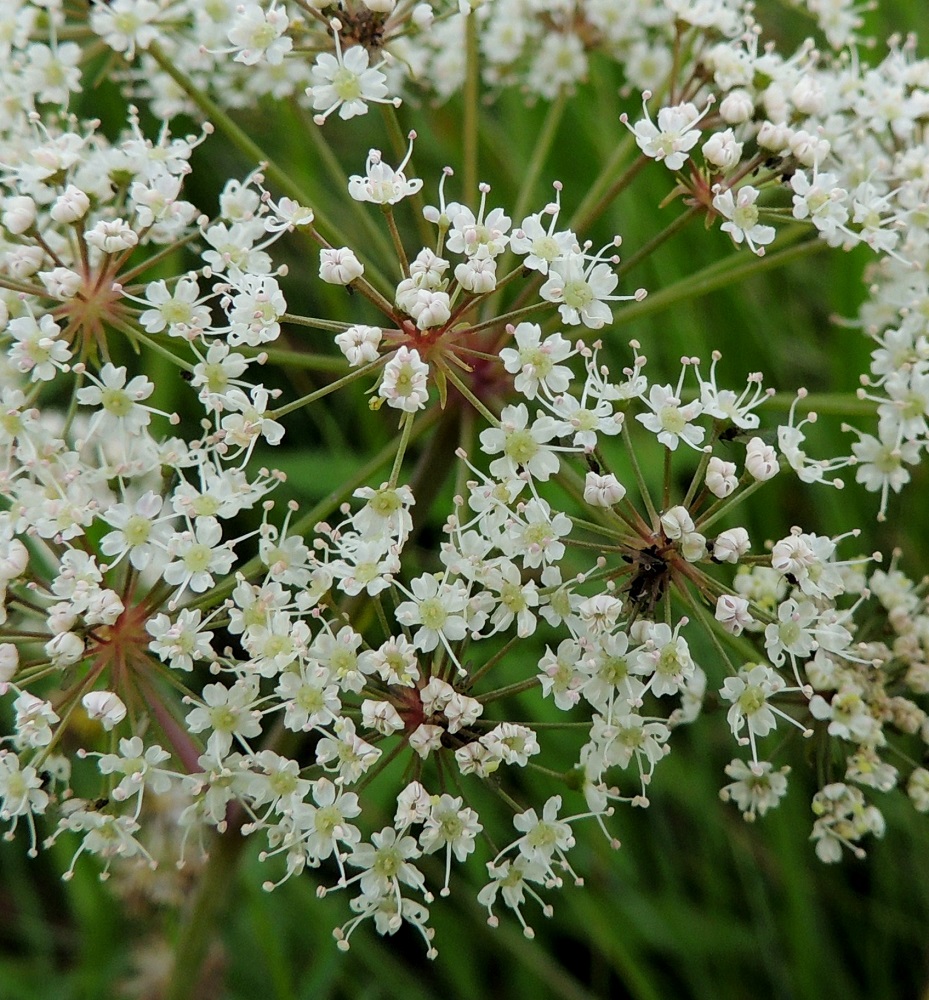 Cicuta virosa - myrkkykeison pikkusarjojen tyvellä on joukko hyvin kapeansuikeita tukilehtiä, jotka ovat noin 2-7 mm pitkiä ja noin 0,4-0,8 mm leveitä sekä säilyviä. Kukkaperä on noin 5-7 mm pitkä. Teriö on säteittäinen, valkoinen tai toisinaan punertava ja ilman heteitä noin 2,5-4 mm leveä. EH, Hämeenlinna, Katinen, Katumajärven länsiranta, uimarannan pohjoispuoleinen rantakosteikko, 18.7.2014. Copyright Hannu Kämäräinen.