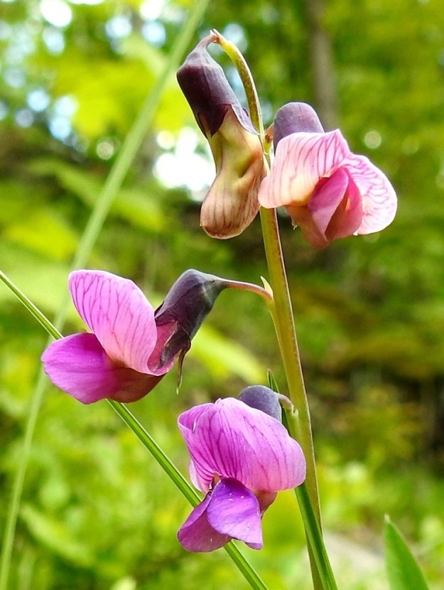 Lathyrus linifolius - syylälinnunherneen kukkaperä on noin 2-4 mm pitkä. Verhiö on tyveltään torvimaisen yhdislehtinen, vastakohtainen ja jossain määrin epäsymmetrinen sekä kärjestään viisiliuskainen. Se on yleensä tumman sinipunainen ja kaikkiaan noin 6-8 mm pitkä. Yhtenäinen torviosa on noin 3,5-5 mm pitkä ja noin 3,5-4 mm leveä. Kärkiliuskat ovat kapeahkon kolmiomaiset, teräväkärkiset ja noin 1-4 mm pitkät. Kaksi ylintä liuskaa ovat lyhimmät ja kolme alinta pisimmät. Tertturanka, kukkaperä ja verhiö ovat kaljut. 28.5.2021. Copyright Hannu Kämäräinen.