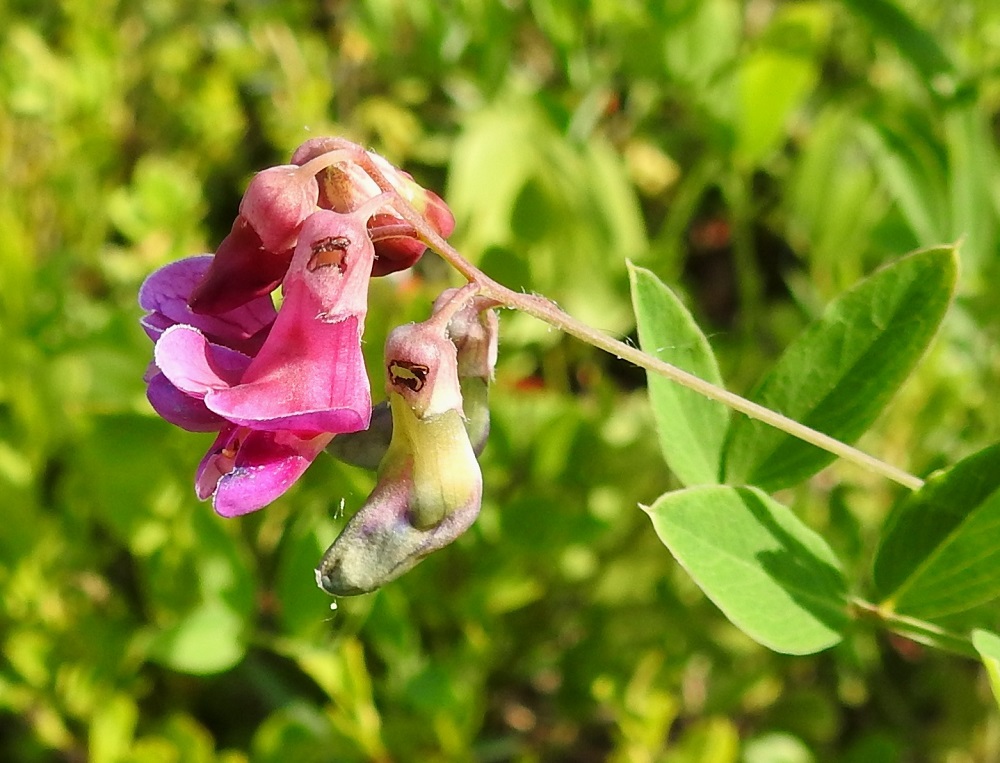Lathyrus niger - mustalinnunherneen kukkaperä on noin 2-4 mm pitkä. Se ja kukintoperä ovat lähes kaljuja tai vaihtelevasti lyhytkarvaisia ja nystyisiä. Kukkien pölytyksen kykenevät suorittamaan vain riittävän painavat hyönteiset, lähinnä kimalaiset ja mehiläiset. Kukkien mesi toki houkuttelee muitakin hyönteisiä, erityisesti muurahaisia, jotka muitta mutkitta purevat tiensä suoraan mesilähteelle. 20.6.2023. Copyright Hannu Kämäräinen.
