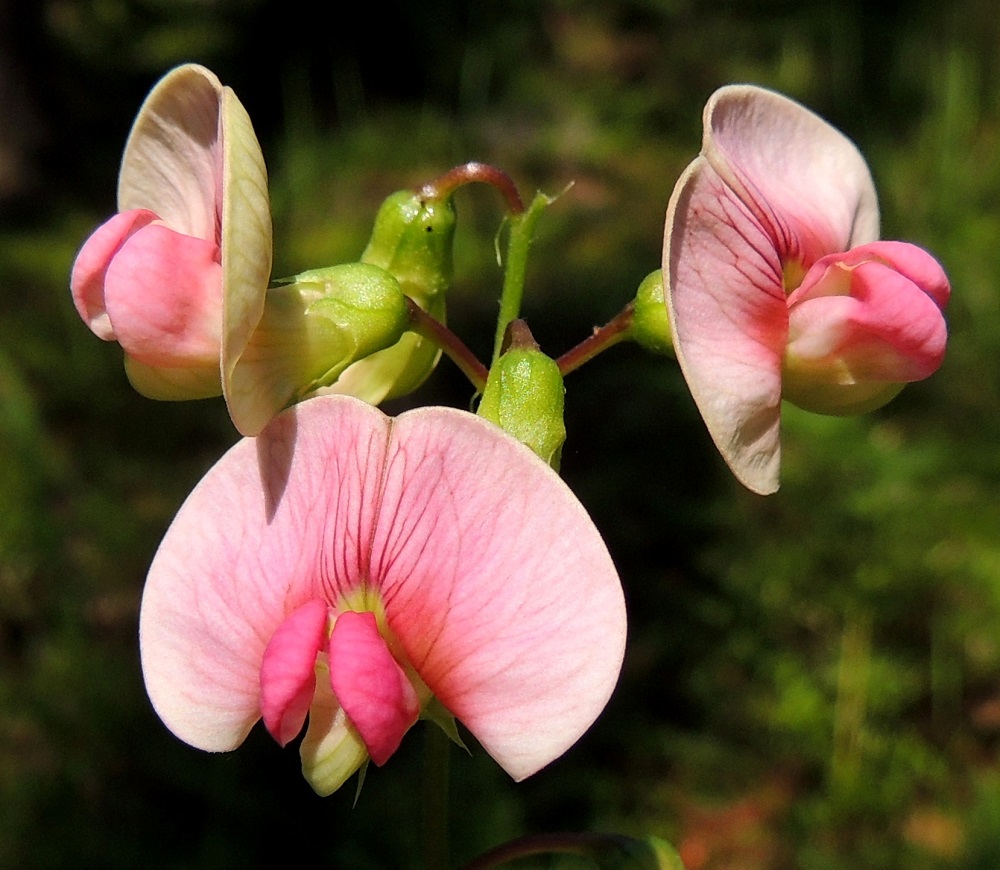 Lathyrus sylvestris - metsänätkelmän teriö on tavallisesti noin 13-20 mm pitkä. Näkyvin ja kookkain terälehti on purje, joka nimensä mukaisesti kaartuu leveänä ylöspäin. Sen suonet ovat pohjaväriä tummat erityisesti nielun yläpuolella. Kärkiosa on lähes pyöreä, pyöreäpäinen ja leveälovinen sekä kärkiosastaan noin 14-20 mm leveä. Teriön sivuilla on siiviksi kutsuttu terälehtipari, jonka lehdet ovat sivuttain ylöspäin kaartuvat, pyöreäpäiset ja leveimmältä kohtaa noin 5-7 mm leveät. Alimpana teriössä on venho, joka muodostuu kahdesta hieman limittäin rinnakkain olevasta ja venemäisen kaukalon muodostavasta terälehdestä, jotka ovat kellanvihertävät toisin kuin muut terälehdet. Ne ovat kärkiosastaan jyrkästi ylöspäin kaartuvat ja suipohkopäiset. EH, Hämeenlinna, Loimalahti, Alajärven ja Majalahdentien pohjoispuoli, Sammonmäen kangasmetsän lounaisrinne, 24.7.2014. Copyright Hannu Kämäräinen.