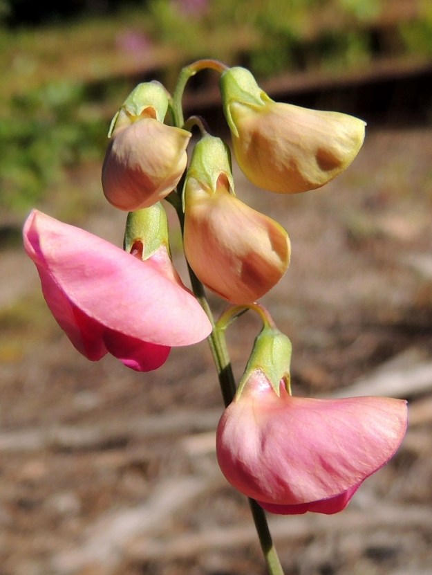 Lathyrus tuberosus - mukulanätkelmän verhiö on tyveltään torvimaisen yhdislehtinen, vastakohtainen ja jossain määrin epäsymmetrinen sekä kärjestään viisiliuskainen. Se on yleensä vihreäsävyinen ja kaikkiaan noin 6-7 mm pitkä. Yhtenäinen torviosa on noin 4-5 mm pitkä ja noin 3 mm leveä. Kärkiliuskat ovat kolmiomaiset tai kapean kolmiomaiset, teräväkärkiset ja noin 1-3 mm pitkät. Kaksi ylintä liuskaa ovat lyhimmät ja kolme alinta pisimmät. 6.7.2015. Copyright Hannu Kämäräinen.