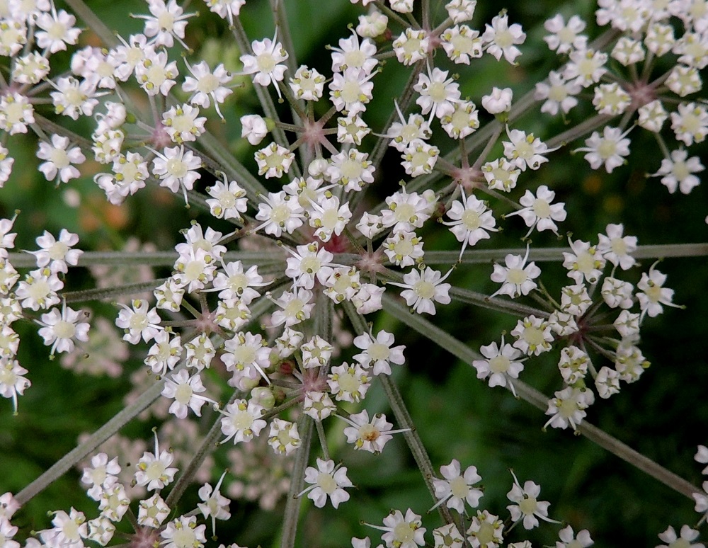 Peucedanum palustre - luhtasuoputken teriö on säteittäinen ja ilman heteitä noin 2,5-3 mm leveä. Terälehtiä on viisi, ja ne ovat symmetriset, pitkänpyöreät sekä noin 1,2-1,4 mm pitkät ja noin 0,8-1,2 mm leveät. Kärki on lovipäinen johtuen pituuteen vaikuttamattomasta kärkinipukasta, joka on kääntynyt tiiviisti tyveen päin. Heteitä on viisi, ja niiden palhot ovat noin 1,5-1,7 mm pitkät ja valkoiset. Ponnet ovat pyöreähköt. Emiö on tyveltään pullea ja vaalea. EH, Pälkäne, Etelä-Äimälä, Kyäntäänniemen tyven poikki Tykölänjärvestä Mallasveden Suolahteen virtaavan, jokimaisen leveän ojan laide, luonnonsuojelualue, 24.7.2013. Copyright Hannu Kämäräinen.