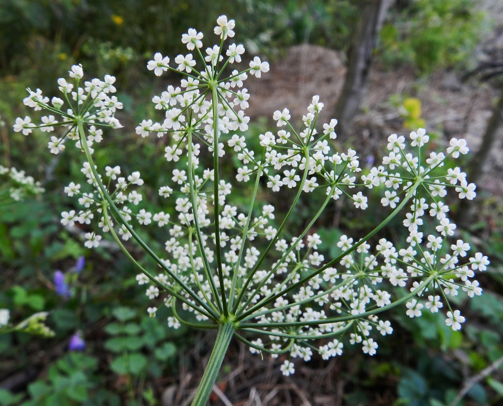 Pimpinella saxifraga - ahopukinjuuren kukinnon pääsarja on suojukseton. Pikkusarjojen perä on suora tai hiukan ylöspäin kaareva, liereä tai enintään matalauurteinen, kalju tai harvakseen pieninystyinen ja noin 1-4 cm pitkä. EH, Hämeenlinna, Vanajan ja Käikälän kaupunginosien raja-alue, Kirkonkulma, Vanajaveden Paikkalanlahden ranta, radanvarsi, 6.8.2012. Copyright Hannu Kämäräinen.
