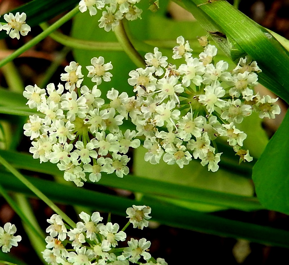 Sium latifolium - (iso)sorsanputken pikkusarjassa on yleensä noin 20-35 kukkaa. Teriö on säteittäinen, valkoinen ja ilman heteitä noin 2,5-4 mm leveä. Terälehtiä on viisi, ja ne ovat symmetriset, pyöreähköt sekä noin 1-1,8 mm pitkät ja noin 1-1,5 mm leveät. Kärki on tylppä ja lovipäinen johtuen pituuteen vaikuttamattomasta kärkinipukasta, joka on kääntynyt tiiviisti tyveen päin. Heteitäkin on viisi, ja niiden palhot ovat noin 1,6-2,5 mm pitkät sekä ponnet pyöreähköt. Emiö on tyveltään pullea, kellanvihertävä sekä kaksivartaloinen ja -luottinen. EK, Hamina, Vehkalahti, Summanjoki, 23.7.2018. Copyright Hannu Kämäräinen.