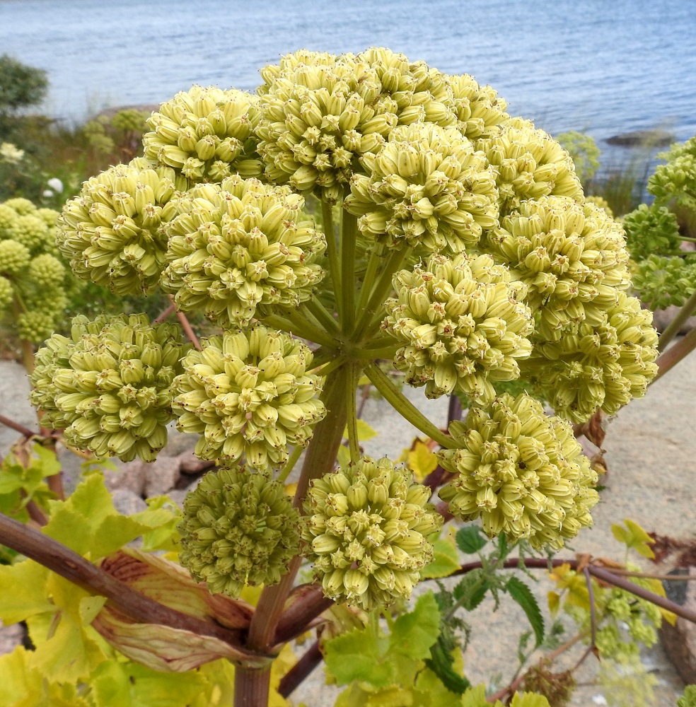 Angelica archangelica subsp. litoralis - meriväinönputken hedelmistö on yhdessä nimialalajin, pohjanväinönputken, subsp. archangelica, kanssa yksi heimonsa pohjoismaisten lajien muhkeimmista. Se on kypsyessään kellanvihreä ja lopulta ruskehtava sekä pistävänhajuinen. A, Vårdö, Sandöstä kohti Simskälaa vievän pengertien päätepiste, Vattungs revet, kallioisen saaren itäranta, 13.7.2017. Copyright Hannu Kämäräinen.
