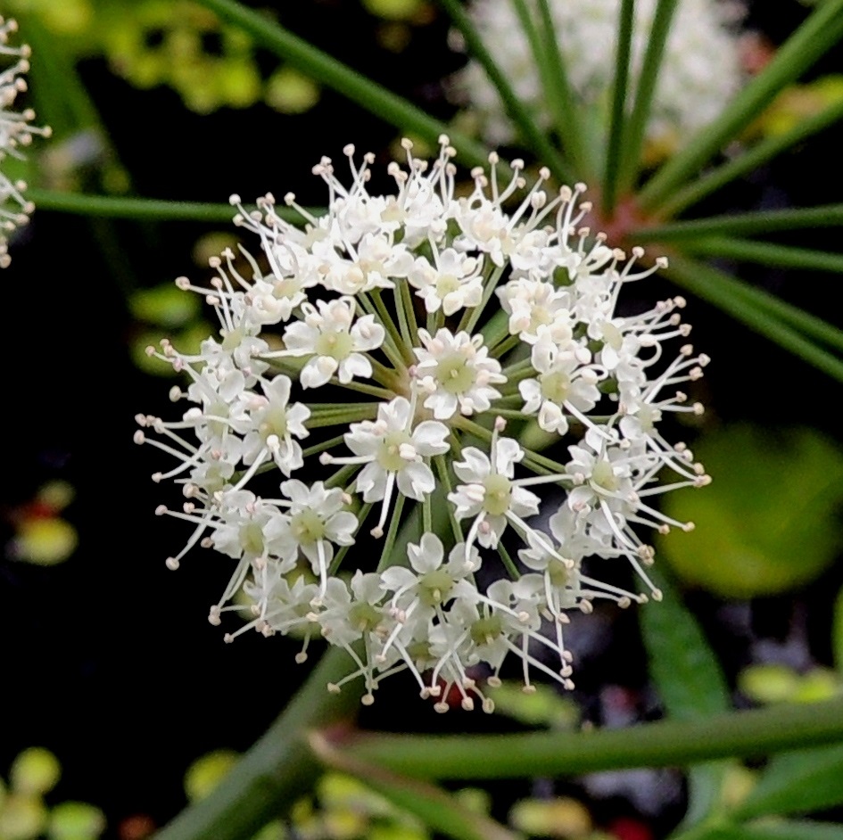 Cicuta virosa - myrkkykeison kukassa on viisi terälehteä. Ne ovat symmetriset, pitkänpyöreät, noin 1,1-1,8 mm pitkät ja noin 0,9-1,4 mm leveät. Kärki on ehyt tai usein lovipäinen ja loven reunoilta sisäänpäin kiertynyt. Heteitä on viisi, ja niiden palhot ovat noin 1,5-2,8 mm pitkät sekä ponnet pyöreähköt. Palhot ja ponnet ovat valkoiset tai toisinaan punertavat. Emiö on tyveltään pullea, vaaleanvihertävä sekä kaksivartaloinen ja -luottinen. EH, Pälkäne, Etelä-Äimälä, Kyäntäänniemen tyven poikki Tykölänjärvestä Mallasveden Suolahteen virtaava jokimainen leveä oja, luonnonsuojelualue, 24.7.2013. Copyright Hannu Kämäräinen.