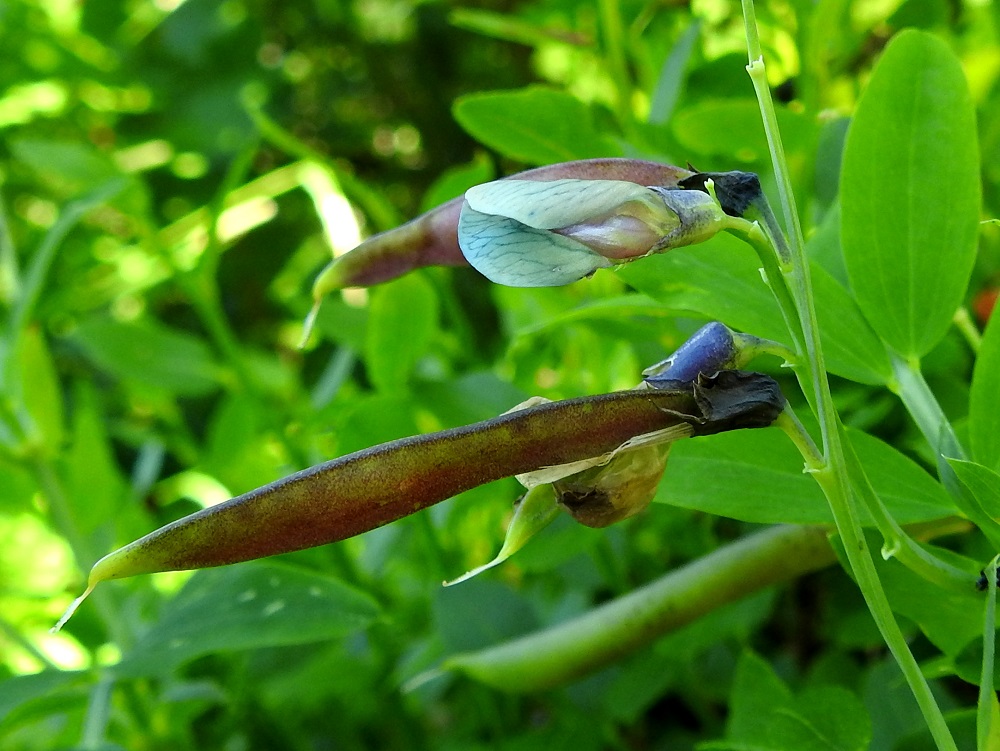 Lathyrus linifolius - syylälinnunherneen sikiäimestä kehittyy palkohedelmä, jonka tyvelle jäävät alaosastaan yhdiskasvuiset heteet kaulukseksi, ja kärjessä säilyy otana kuivunut emin vartalo. Palko on kalju ja kypsyessään ensin vihreä tai punertava. 28.5.2021. Copyright Hannu Kämäräinen.