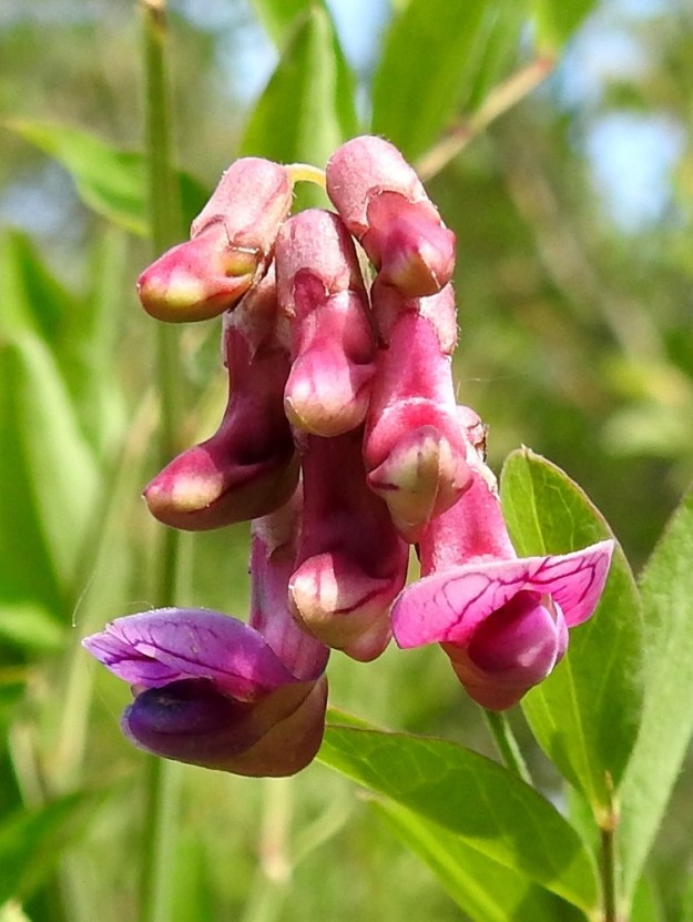 Lathyrus niger - mustalinnunherneen kukan verhiö on tyveltään torvimaisen yhdislehtinen, vastakohtainen ja jossain määrin epäsymmetrinen sekä kärjestään viisiliuskainen. Se on yleensä punertava, niukkakarvainen ja kaikkiaan noin 4-5,5 mm pitkä. Yhtenäinen torviosa on noin 3-4 mm pitkä ja noin 3 mm leveä. Kärkiliuskat ovat kolmiomaiset, teräväkärkiset ja noin 0,5-1,5 mm pitkät. Kaksi ylintä liuskaa ovat lyhimmät ja kolme alinta pisimmät. 20.6.2023. Copyright Hannu Kämäräinen.