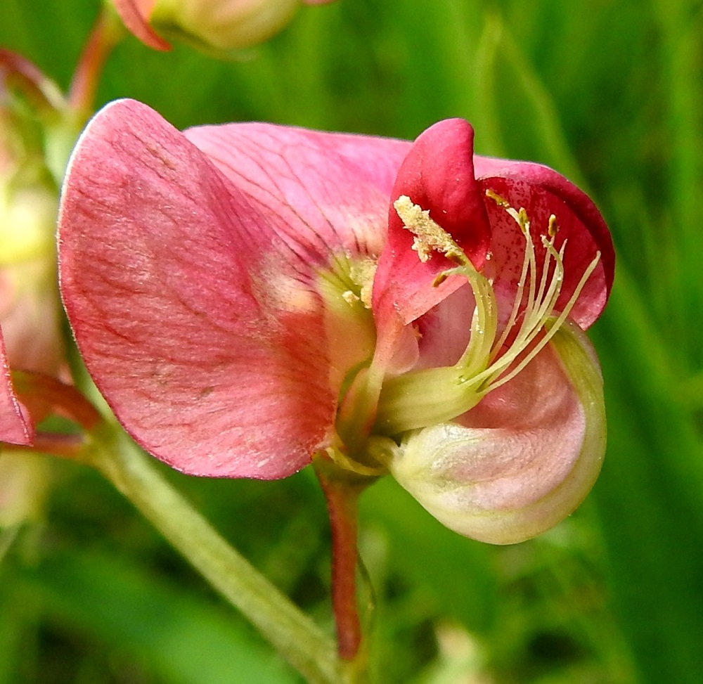 Lathyrus sylvestris - metsänätkelmän kukassa on kymmenen hedettä, joiden palhojen tyviosa on yhteenkasvanut kehänpäällisen sikiäimen ja emin vartalon ympärille. Hedekokonaisuus vapaine, vaaleampine kärkiosineen on noin teriön mittainen. Ponnet ovat kellanruskehtavat ja pitkulaiset. Emi on yksivartaloinen ja -luottinen. Vartalon vaalea kärkiosa taipuu jyrkästi ylöspäin. Kuvassa kärjessä olevalle luottipinnalle tuskin mahtuisi enempää siitepölyä. Kuvausta varten teriön nielu on painettu sormella auki, missä yhteydessä toinen venhoterälehdistä on pudonnut pois. Normaalisti heteet ja emi ovat tiiviisti käyrän venhon sisällä. EH, Hämeenlinna, Sairio, Sairionranta, radan ja Vanajaveden rannan välissä kulkevan ulkoilureitin laita ja rantaan laskeva laitapenger, 20.6.2022. Copyright Hannu Kämäräinen.