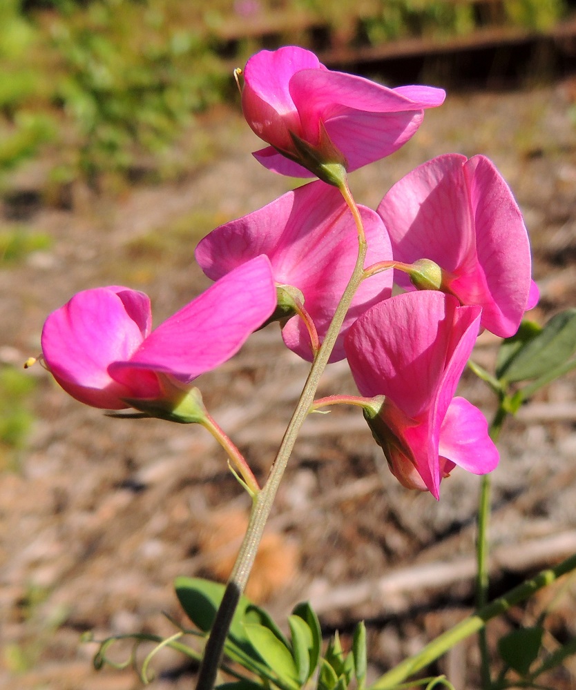 Lathyrus tuberosus - mukulanätkelmän kukkaperä on noin 4-8 mm pitkä. Sen tyvellä on rihmamaisen kapea ja noin 2-6 mm pitkä tukilehti, joka on kauan säilyvä. Kuvasta on nähtävissä, kuinka verhiön kolme alinta, pitkää kärkiliuskaa ovat keskenään lähes samanmittaiset. 6.7.2015. Copyright Hannu Kämäräinen.