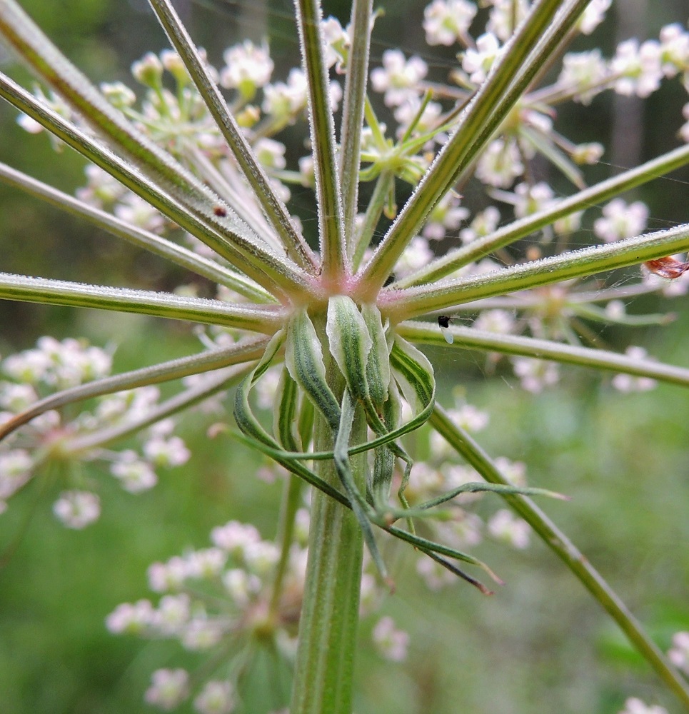Peucedanum palustre - luhtasuoputken pääsarja on pysyvästi suojuksellinen. Suojuslehtiä on noin 4-12, ja ne ovat riippuvat, kapeanpuikeat, tyviosastaan leveän ja vaalean kalvolaitaiset sekä kärkiosastaan kapean pitkäsuippuiset. Suojuslehdet ovat noin 7-40 mm pitkät ja leveimmältä kohtaa noin 1,5-4 mm leveät. Pikkusarjojen perät ovat särmikkäät, yläpinnaltaan tiheästi lyhytkarvaiset ja/tai nystermäiset. EH, Pälkäne, Etelä-Äimälä, Kyäntäänniemen tyven poikki Tykölänjärvestä Mallasveden Suolahteen virtaavan, jokimaisen leveän ojan laide, luonnonsuojelualue, 24.7.2013. Copyright Hannu Kämäräinen.