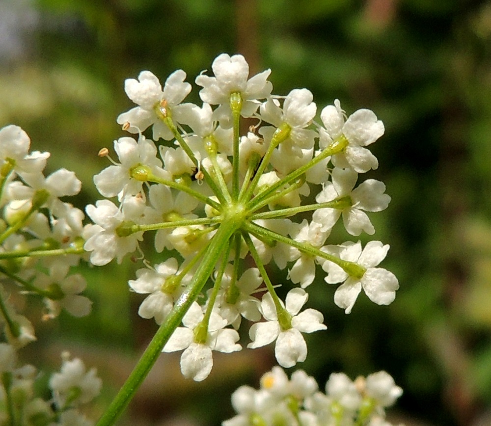 Pimpinella saxifraga - ahopukinjuuren pikkusarjakin on suojukseton. Siinä on yleensä noin 12-24 kukkaa. Kukkaperä on samassa pikkusarjassa vaihdellen noin 1-5 mm pitkä. Varsinaiset verholehdet puuttuvat. Niiden tilalla, terälehtien väleissä, on viisi pientä nystermää. EH, Hämeenlinna, Luhtiala, Aulangonjärven koillispuoli, Aulangon-Heikkilän tien varsi Soukan tilan kohdalla, 12.7.2016. Copyright Hannu Kämäräinen.