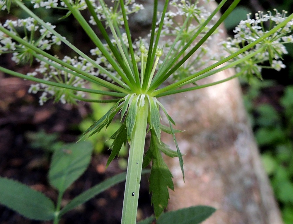 Sium latifolium - (iso)sorsanputken kukinnon pääsarja on pysyvästi suojuksellinen. Suojuslehtiä on noin 6-12, ja ne ovat erilliset tai tyvestään yhdiskasvuiset, riippuvat, ulkokehältään suikeahkot - soikeahkot ja tyviosastaan vaalean kalvolaitaiset. Suojuslehdet ovat ehyet, hampaiset tai liuskaiset ja keskenään usein hyvinkin erikokoiset sekä noin 10-30 mm pitkät ja leveimmältä kohtaa noin 1-10 mm leveät. U, Helsinki, Lauttasaari, Takaniemenlahden rannan ajoittain vetinen kosteikkoalue, 25.7.2013. Copyright Hannu Kämäräinen.