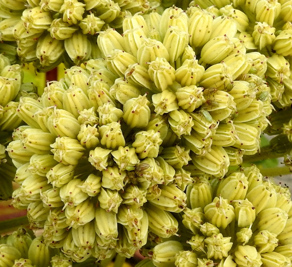 Angelica archangelica subsp. litoralis - meriväinönputken hedelmä on kaksilohkoinen lohkohedelmä, joka on noin 5-6 mm pitkä ja pyöreähkö. Sen kärjessä säilyvät kauan emin vartalot luotteineen. Lohkot ovat hedelmässä vatsapuolet tiiviisti vastakkain. Yksittäinen hedelmälohko on soikeahko, kuperaselkäinen ja leveämmältä sivultaan noin 3,5-4,5 mm leveä. Sen reunaharju on paksun siipipalteinen sekä kolme selkäharjua matalahkot ja tylpät. Pohjanväinönputken lohkohedelmät ovat hieman kookkaammat ja selkäharjut korkeat ja terävät. A, Vårdö, Sandöstä kohti Simskälaa vievän pengertien päätepiste, Vattungs revet, kallioisen saaren itäranta, 13.7.2017. Copyright Hannu Kämäräinen.