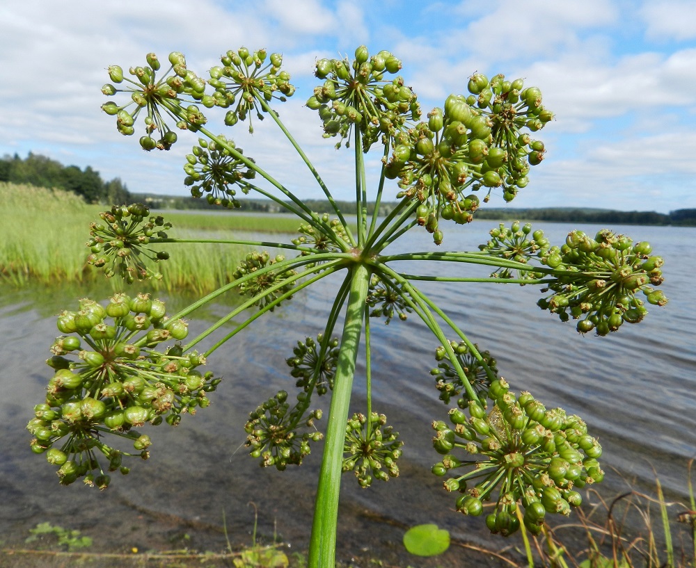 Cicuta virosa - myrkkykeison kukinto, kuten koko kasvikin, on kalju. Kuvassa olevassa pääsarjassa on 25 pikkusarjaa, jotka ovat hedelmävaiheessa aluksi vihreät. Hedelmykset näyttävät yleisilmeeltään pallukkamaisilta. EH, Hämeenlinna, Katinen, Katumajärven länsiranta, uimarannan pohjoispuoleinen rantakosteikko, 11.8.2012. Copyright Hannu Kämäräinen.