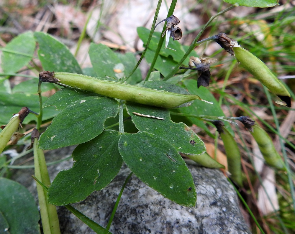 Lathyrus linifolius - syylälinnunherneen palko on lähes suorasivuinen mutta päästään kapean suippokärkinen, tavallisesti noin 25-45 mm pitkä, pulleahko ja leveämmältä sivultaan noin 4-5 mm leveä. Palossa on useimmiten 10-14 pallomaista ja läpimitaltaan noin 3 mm olevaa siementä. Kuvassa olevassa palossa siemeniä on tosin kehittynyt vain muutama. V, Turku, Peltolan ja Huhkolan välinen alue, Skanssinmäen eteläpuoli, Kaistintien varsi, metsäisen kumpareen laide, 25.6.2019. Copyright Hannu Kämäräinen.