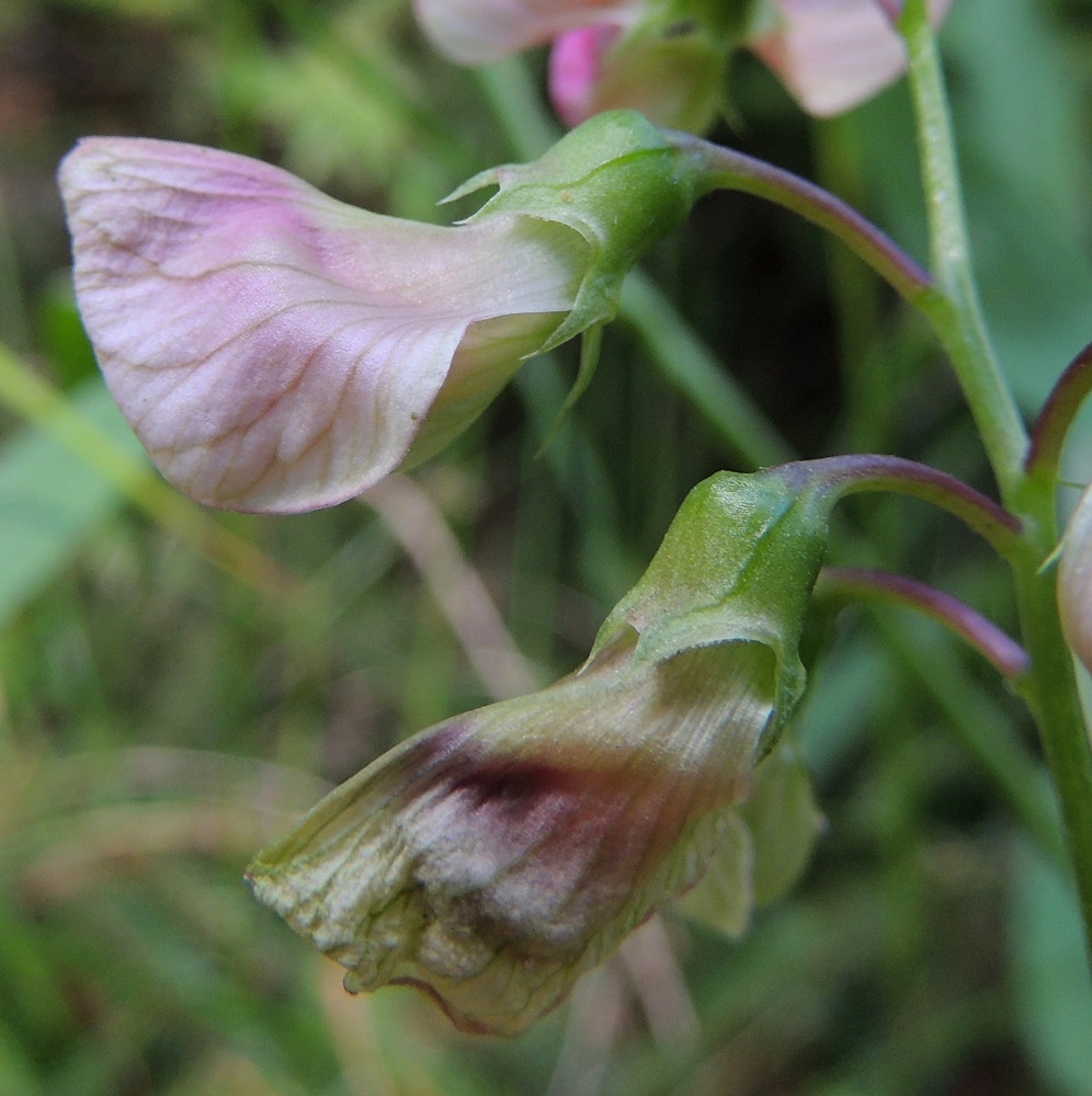 Lathyrus sylvestris - metsänätkelmän pölytyksen jälkeen teriön värit haalistuvat ja teriö muutenkin lakastuu. Verhiö on tyveltään torvimaisen yhdislehtinen, vastakohtainen ja jossain määrin epäsymmetrinen sekä kärjestään viisiliuskainen. Se on vihreä tai vaihtelevasti punasävyinen ja kaikkiaan noin 6-9 mm pitkä. Yhtenäinen torviosa on noin 3,5-4,5 mm pitkä ja noin pituutensa levyinen. Kärkiliuskat ovat kolmiomaiset tai kapean kolmiomaiset, pitkäsuippuisen teräväkärkiset ja noin 1-5 mm pitkät. Kaksi ylintä liuskaa ovat lyhimmät ja kolme alinta pisimmät. Alimmista liuskoista keskimmäinen on kaikkein pisin. Verhiö on kaljuhko tai niukahkosti lyhytkarvainen ja hyvin lyhyen nystykarvainen. EH, Hämeenlinna, Loimalahti, Alajärven ja Majalahdentien pohjoispuoli, Sammonmäen kangasmetsän lounaisrinne, 24.7.2014. Copyright Hannu Kämäräinen.