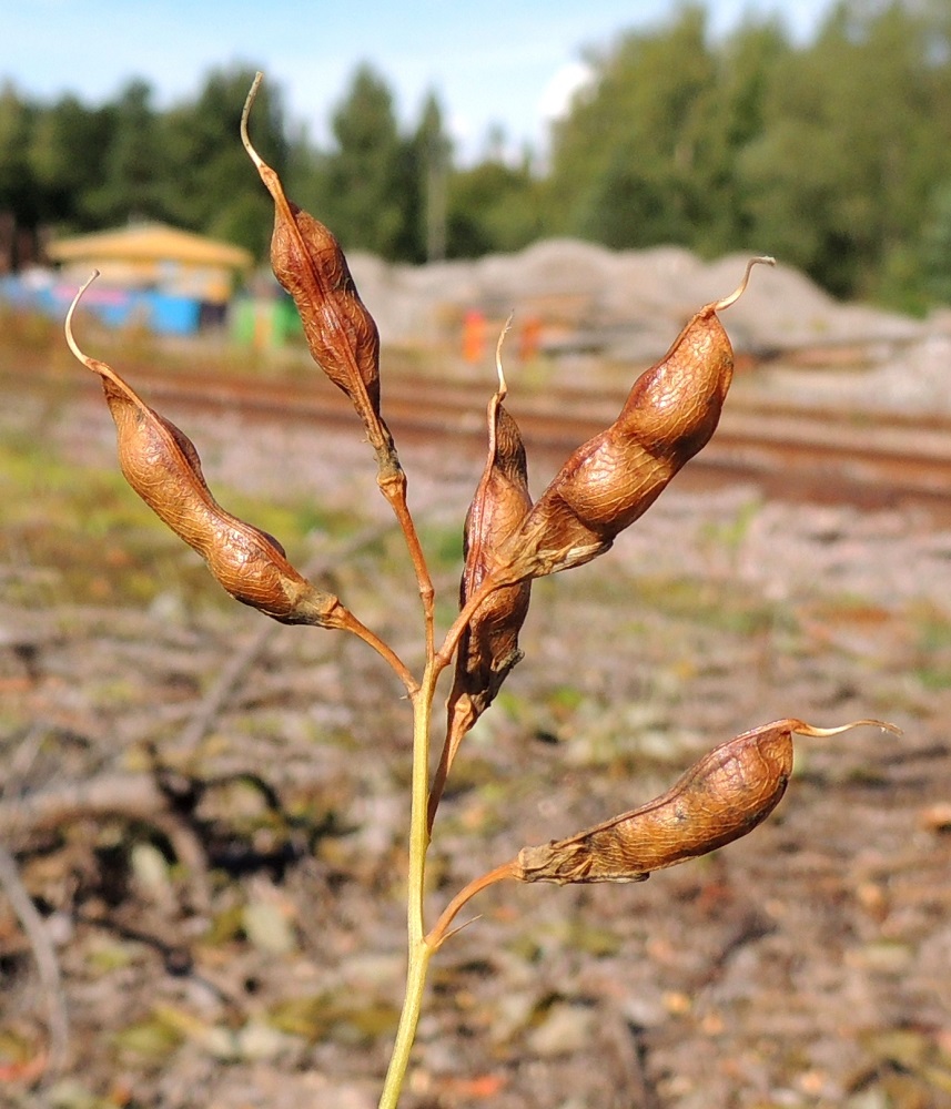 Lathyrus tuberosus - mukulanätkelmän kehänpäällisestä sikiäimestä kehittyy palkohedelmä, joka on ylälaidastaan aika suorasivuinen ja alalaidastaan enemmän tai vähemmän kaareva ja kypsyessään ensin vihreä sekä lopulta ruskeasävyinen. Se on kalju, täysikasvuisena tavallisesti noin 20-40 mm pitkä, muhkuraisen pullea ja leveämmältä sivultaan noin 4-7 mm leveä. Sen kärjessä säilyy pitkään otana kuivunut emin vartalo. Kukkien tukilehtiä näyttää säilyvän jopa hedelmävaiheeseen sakka, mikä poikkeaa tukilehtensä jo varhain varistavasta nätkelmien valtavirrasta. 6.9.2015. Copyright Hannu Kämäräinen.