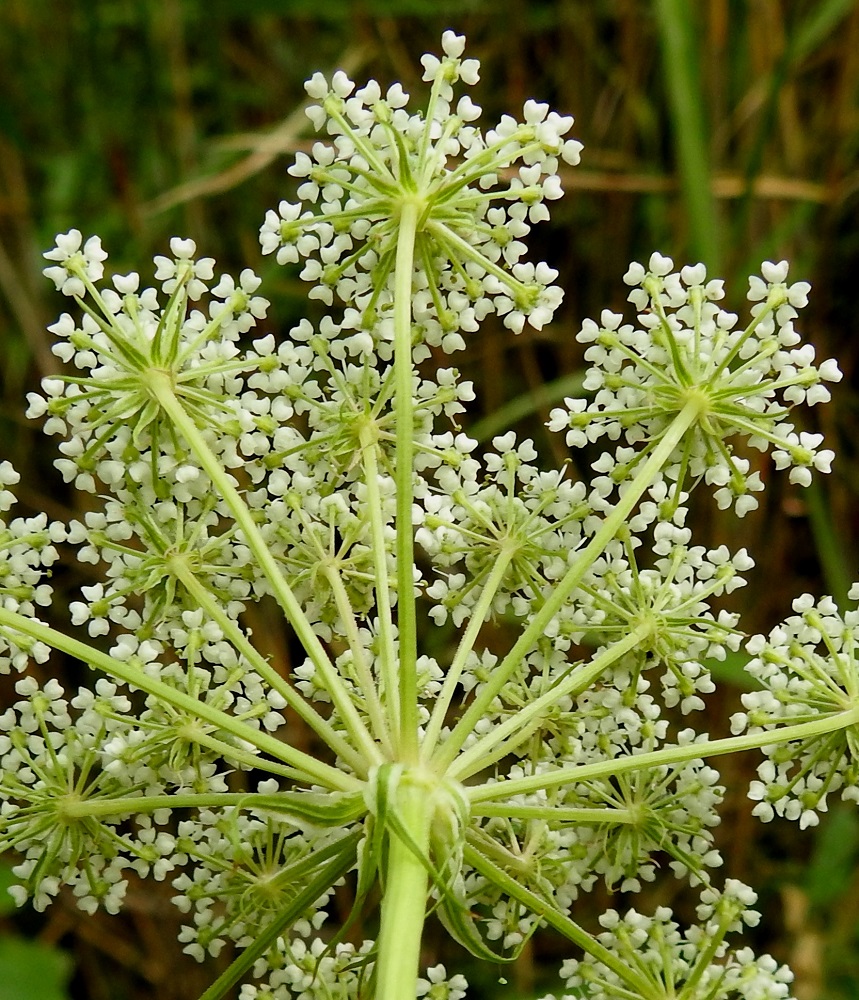 Peucedanum palustre - luhtasuoputken pikkusarjojen tyvellä on noin 7-13 pääsarjan mallista ja kalvolaitaista suojuslehteä, jotka ovat useimmiten noin 3-10 mm pitkiä ja leveimmältä kohtaa noin 0,7-1,5 mm leveitä sekä pysyviä. Kukkaperä on noin 3-8 mm pitkä. Verhiö on huomaamattoman vähäinen, viisihampainen ja 0,2-0,5 mm pitkä. U, Inkoo, Nötterdalen, Brännbackan itälaita, Satamatien ojaluiska heti Helsingintien sillan pohjoispuolella, 4.8.2019. Copyright Hannu Kämäräinen.