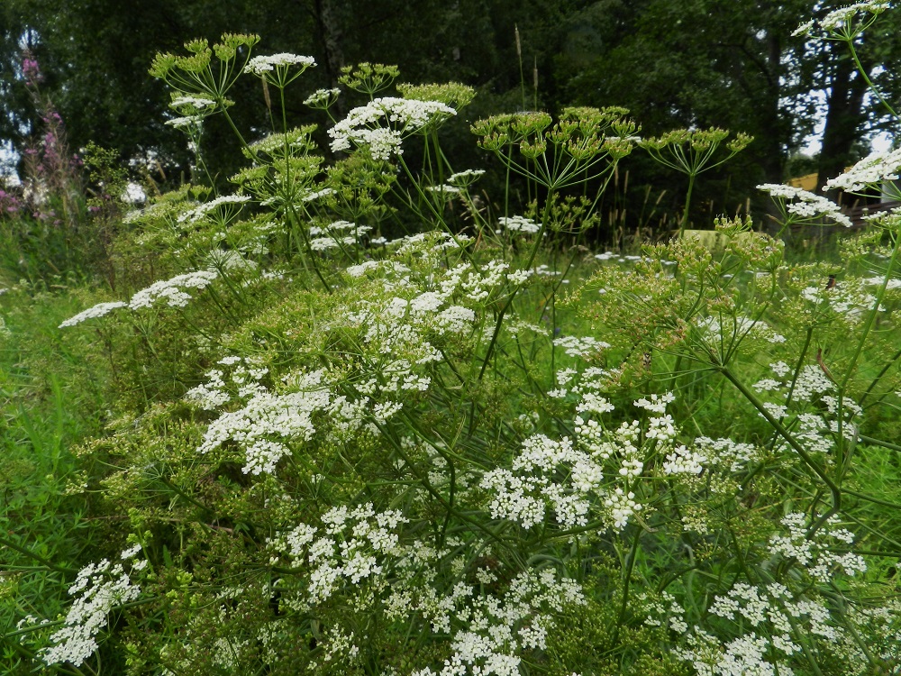 Pimpinella saxifraga - ahopukinjuuren normaali kukinta-aika kestää kesäkuusta elokuulle. Samalla kasvupaikallakin yksilöiden kukinta-aika on pitkä. Kun osa kukintosarjoista on jo hedelmävaiheessa, varsiin kehittyy yhä uusia haaroja ja kukintoja. EH, Hämeenlinna, Vuorentaka, Kurala, Kuralantien ja Kastepolun kulmauksen niitty, 26.7.2011. Copyright Hannu Kämäräinen.