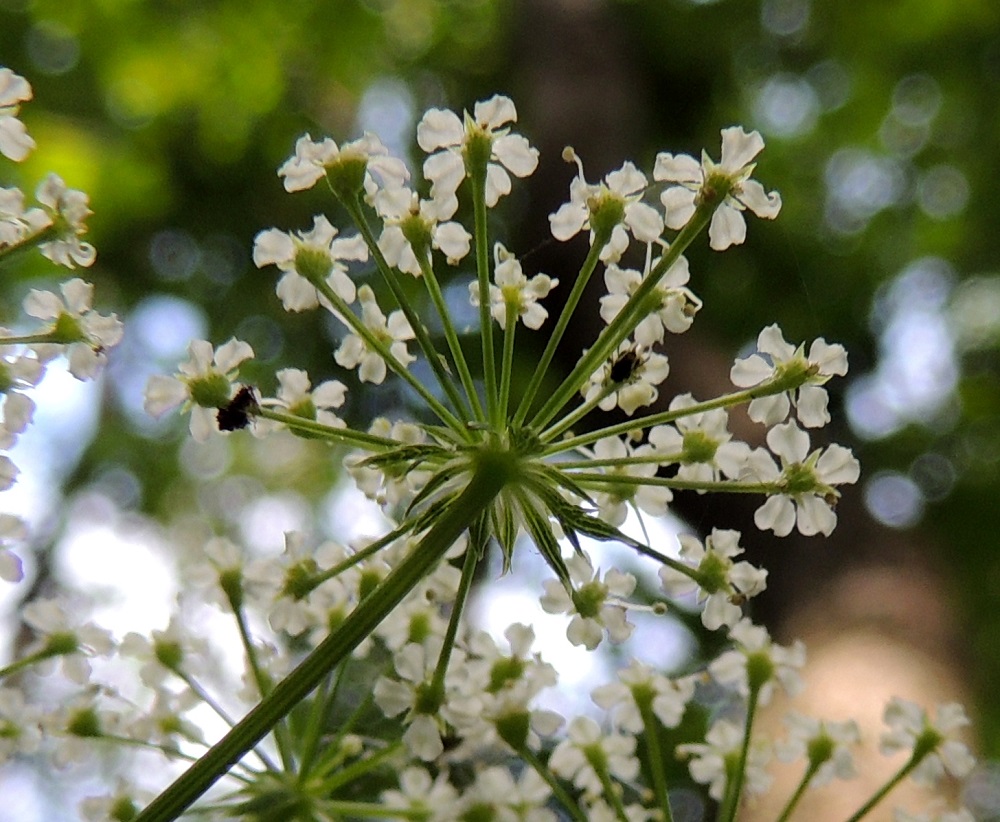Sium latifolium - (iso)sorsanputken kukkaperä on samassa pikkusarjassa vaihdellen noin 1,5-7 mm pitkä. Verhiö on vähäinen, kärjestään kapean kolmiomaisesti viisihampainen ja 0,4-1 mm pitkä. Pikkusarjojen tyvellä on noin 5-12 pääsarjan suojusten kaltaista suojuslehteä, jotka ovat noin 2-10 mm pitkiä ja noin 0,4-1,5 mm leveitä sekä säilyviä. U, Helsinki, Lauttasaari, Takaniemenlahden rannan ajoittain vetinen kosteikkoalue, 25.7.2013. Copyright Hannu Kämäräinen.