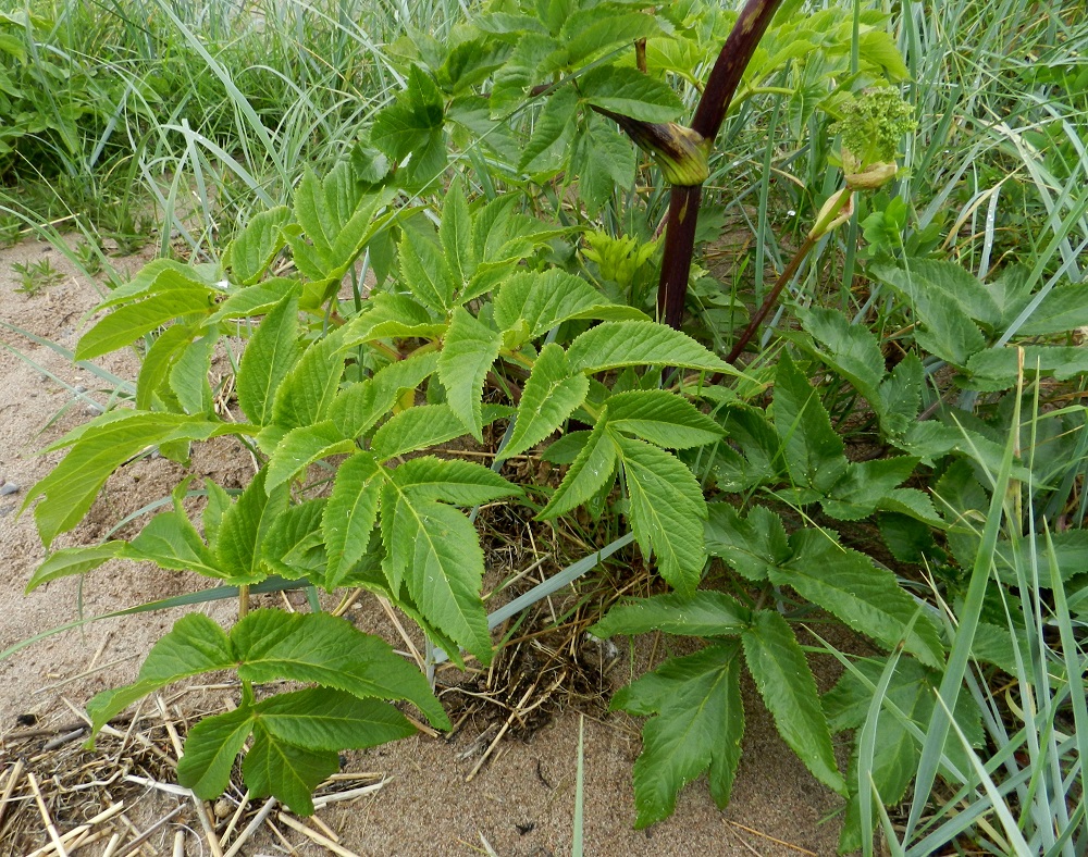 Angelica archangelica subsp. litoralis - meriväinönputken lehtilapa on kolmiomainen, kahdesta kolmeen kertaa parilehdykkäinen ja ylimpiä lehtiä lukuun ottamatta tavallisesti noin 10-50 cm pitkä sekä tyviosastaan suunnilleen pituutensa levyinen. U, Hanko, Täktom, Långören, niemeen johtava kapea hiekkakannas, jossa veneranta, kannaksen länsilaita Anklarensbukten-merenlahden rannalla, 19.6.2012. Copyright Hannu Kämäräinen.