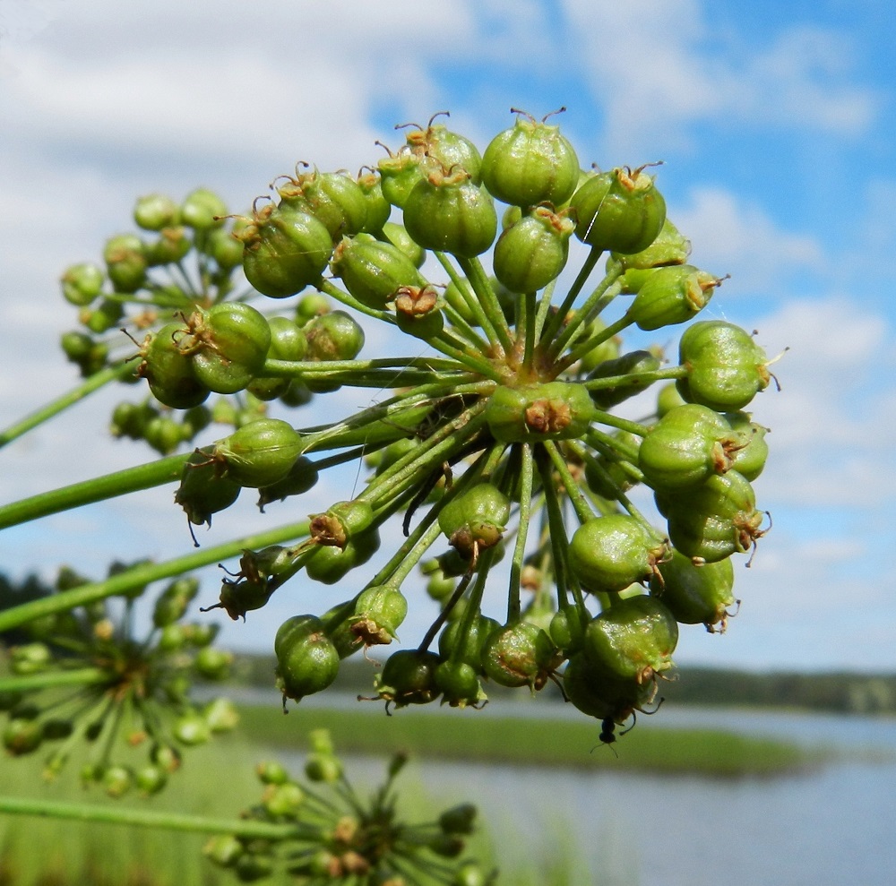 Cicuta virosa - myrkkykeison hedelmä on kaksilohkoinen lohkohedelmä, joka on leveänpyöreähkö eli poikkisoikea tai lähes pyöreä, sivuiltaan litteämpi, noin 2-2,3 mm pitkä ja leveämmältä sivultaan noin 2,5-3 mm leveä. Lohkot ovat hedelmässä vatsapuolet tiiviisti vastakkain. Kärjessä säilyvät pitkään emin vartalot luotteineen. Hedelmävaiheessa ne ovat kukintavaihetta kookkaammat ja erottuvat selvästi. Rakenteellisesti kaksilokeroisesta sikiäimestä kehittyneillä lohkohedelmillä on molemmilla yksi oma emin vartalo ja luotti. EH, Hämeenlinna, Katinen, Katumajärven länsiranta, uimarannan pohjoispuoleinen rantakosteikko, 11.8.2012. Copyright Hannu Kämäräinen.