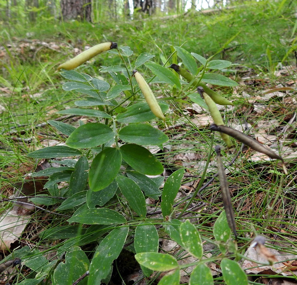 Lathyrus linifolius - syylälinnunherneen palot ovat kypsänä punaruskeat tai lähes mustat. Lehtilapa on parilehdykkäinen, yleensä noin 3-6 cm pitkä ja leveimmältä kohtaa noin 4-8 cm leveä. Vastakkain olevia lehdyköitä on kahdesta neljään paria. V, Turku, Peltolan ja Huhkolan välinen alue, Skanssinmäen eteläpuoli, Kaistintien varsi, metsäisen kumpareen laide, 25.6.2019. Copyright Hannu Kämäräinen.