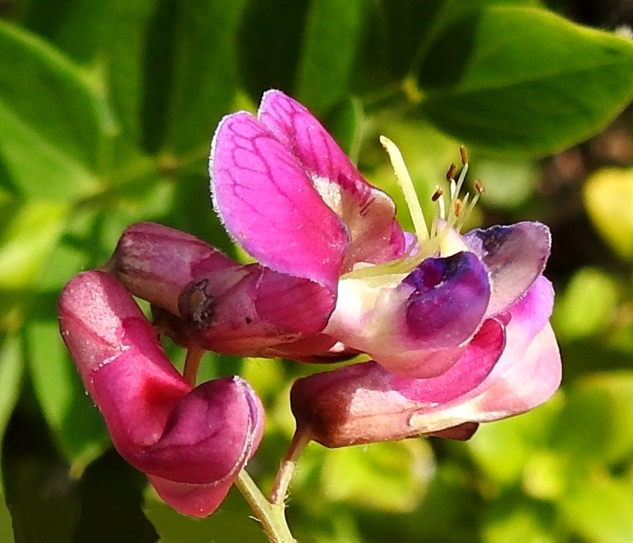 Lathyrus niger - mustalinnunherneen hetiö ja emiö ovat tiiviisti venhon ja sen ylöspäin kaartuvan kärjen sisässä. Isot pistiäiset painavat kehollaan siivet ja venhonpuolikkaat auki pyrkiessään imukärsällään meden äärelle. Samalla esiin pullahtaneet heteet tuhraavat siitepölyään niiden vatsapuolen karvoihin. Myös karvoissa jo ennestään kiinni oleva siitepöly osuu emin luotille. Hyönteisen poistuttua teriö palaa entiseen asentoonsa, ja hetiö sekä emiö vetäytyvät taas venhon sisään. Kuvausta varten ilmiö on saatu aikaan sormella painamalla. Kukassa on kymmenen hedettä, joista yhdeksän osalta palhojen tyviosa on yhteenkasvanut kehänpäällisen sikiäimen ja emin vartalon ympärille. Ylin hede on tyveen saakka erillinen. Ponnet ovat kellanruskehtavat ja pitkulaiset. Sikiäimen kärjessä oleva emi on yksivartaloinen ja -luottinen. Vartalon kärkiosa taipuu jyrkästi ylöspäin ja on litteä sekä leveä ja toiselta sivultaan karvainen. Luotti ei juurikaan erotu vartalon kärjestä. 20.6.2023. Copyright Hannu Kämäräinen.