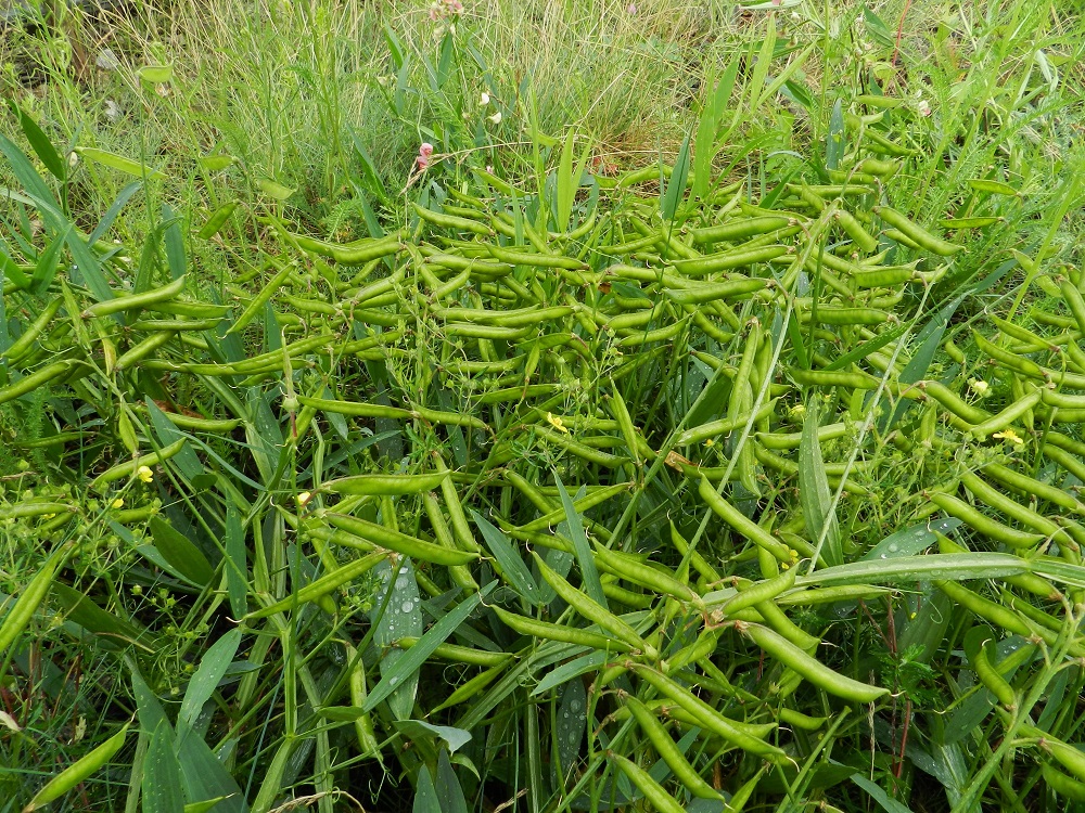 Lathyrus sylvestris - metsänätkelmän kukinta on kevään ja kesän kehityksestä riippuen aurinkoisilla ja avoimilla paikoilla usein ohi jo heinäkuun puolivälissä. Kimalaiset ja mehiläiset pölyttävät halukkaasti kukkia, ja palkohedelmiä kehittyy tavallisesti paljon. EH, Hämeenlinna, Keinusaari, ratapihan lounaislaita Pikkujärventien pään luoteispuolella, rata-aidan vierustan sorapohjainen kenttä, 16.7.2011. Copyright Hannu Kämäräinen.
