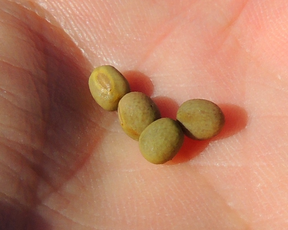 Lathyrus tuberosus - mukulanätkelmän palossa on yleensä noin kolmesta kuuteen pallomaista, sileää tai hieman nystermäistä ja vihreää tai ruskehtavaa siementä, jotka ovat läpimitaltaan noin 3-5 mm. Ne varisevat pois palon avautuessa. Yhdyssiteestä palkoon jää jäljelle siemenkuoressa näkyvä napasuonen arpi. 6.9.2015. Copyright Hannu Kämäräinen.