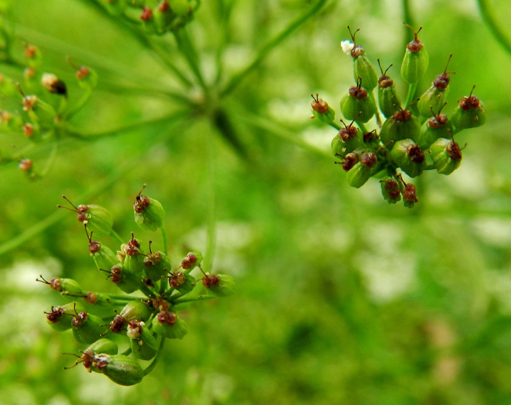 Pimpinella saxifraga - ahopukinjuuren hedelmä on kaksilohkoinen lohkohedelmä, joka on soikea tai leveänsoikea, jossain määrin litteähkö, noin 2-2,5 mm pitkä ja leveämmältä sivultaan noin 1,5-1,8 mm leveä. Se on aluksi vihreä ja kypsyessään ruskea. Kärjessä säilyvät pitkään emin vartalot luotteineen. Lohkot ovat hedelmässä vatsapuolet tiiviisti vastakkain. Lohkojen välinen sauma kulkee pitkittäin hedelmän leveämmällä sivulla. Yksittäinen hedelmälohko on pyöreäselkäinen, hyvin matalaharjuinen ja selästään noin 0,7-1 mm leveä. EH, Hämeenlinna, Vuorentaka, Kurala, Kuralantien ja Kastepolun kulmauksen niitty, 26.7.2011. Copyright Hannu Kämäräinen.