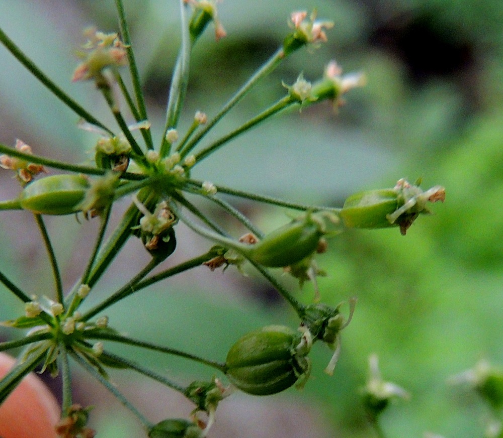 Sium latifolium - (iso)sorsanputken hedelmä on kaksilohkoinen lohkohedelmä, joka on soikeahko, litteähkö, noin 3-4 mm pitkä ja leveämmältä sivultaan noin 2,2-3 mm leveä. Se on aluksi vihreä ja kypsyessään vaaleita selkäharjuja lukuun ottamatta ruskea. Kärjessä säilyvät pitkään emin vartalot luotteineen. Lohkot ovat hedelmässä vatsapuolet tiiviisti vastakkain. Lohkojen välinen sauma kulkee pitkittäin hedelmän leveämmällä sivulla. Yksittäinen hedelmälohko on pyöreäselkäinen ja selästään noin 1-1,4 mm leveä. Selkäharjut ovat korkeahkot, leveät, pyöreät ja ilmatäytteiset. Kuvassa olevien hedelmien lopullinen muotoutuminen on vielä kesken. U, Helsinki, Lauttasaari, Takaniemenlahden rannan ajoittain vetinen kosteikkoalue, 10.8.2013. Copyright Hannu Kämäräinen.