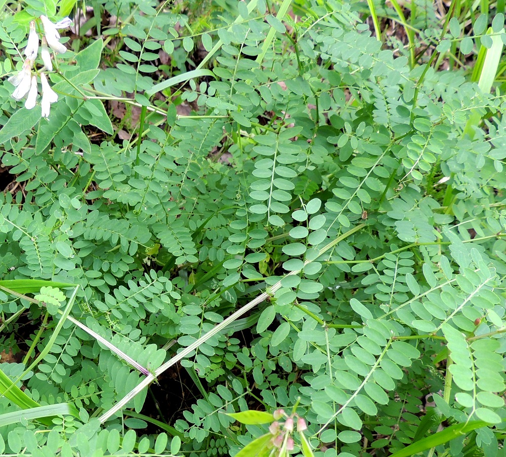 Ervilia sylvatica - metsävirvilän lehdet ovat lähes tyveen saakka parilehdykkäiset ja varrella kierteisesti. Lehtilapa on tavallisesti noin 5-10 cm pitkä ja leveimmältä kohtaa noin 2-4 cm leveä. Lehdyköitä on useimmiten 6-12 paria. EH, Hämeenlinna, Kalvola, Rimmilä, Renkajärventien (tie 13660) metsäinen laide Torajärventien risteyksen kaakkoispuolella, 6.7.2013. Copyright Hannu Kämäräinen.