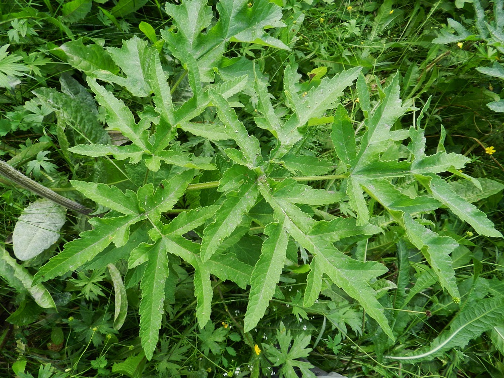 Heracleum sphondylium subsp. sibiricum - idänukonputken alemmissa varsilehdissä lehdykät ovat yleensä aluslehtiä kapealiuskaisemmat. Kärkilehdykän lisäksi lehdykkäpareja on useimmiten kaksi ja harvemmin yksi tai kolme. Kärkilehdykkä ja alin sivulehdykkäpari ovat ruodilliset. Kärkilehdykän ruoti on noin 2-8 cm pitkä ja alimmilla sivulehdyköillä enintään noin 5 cm pitkä. Muut lehdykät ovat ruodittomat tai hyvin lyhytruotiset. Kärkilehdykkä on usein muita liuskaisempi. ES, Savonlinna, keskusta, Savonniemi, kirkon etelä- ja lounaispuolella olevan kallioseinämän tyviniitty, 11.7.2011. Copyright Hannu Kämäräinen.