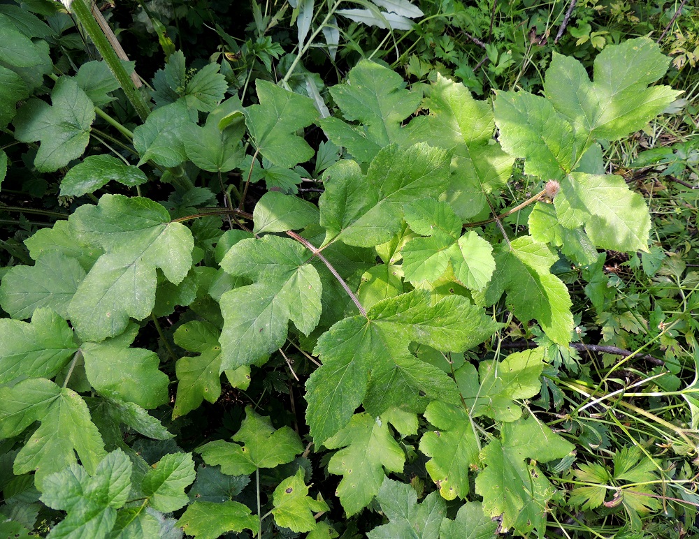 Heracleum sphondylium subsp. sphondylium - etelänukonputken ruusuke- ja aluslehtien sekä alempien varsilehtien lapa on ulkokehältään puikea tai kolmiomainen, kertaalleen parilehdykkäinen, useimmiten noin 15-40 cm pitkä ja leveimmältä kohtaa noin 10-30 cm leveä. EH, Kouvola, Kuusankoski, Rekola, Rekolantien laitaruohikko Peiponpolun risteyksen kohdalla, 23.7.2013. Copyright Hannu Kämäräinen.