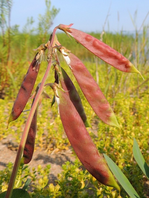 Lathyrus maritimus - merinätkelmän palkohedelmä on lähes suora- tai hieman kaarevasivuinen ja kypsyessään ensin vihreä sekä lopulta ruskea. Se on kalju tai vaihtelevasti lyhytkarvainen, täysikasvuisena tavallisesti noin 30-50 mm pitkä, pullea ja leveämmältä sivultaan noin 6-10 mm leveä. Sen kärjessä säilyy pitkään otana kuivunut emin vartalo. Palossa on yleensä noin 4-11 pallomaista siementä, jotka ovat läpimitaltaan noin 4-6 mm. Kuvassa olevat palot siemenineen ovat vasta kehittymässä ja kypsymässä. OP, Oulu, Oulunsalo, Pajuniemi, Riuttu, Hailuodon lauttarannan lähellä oleva merenrantahietikko, 17.7.2015. Copyright Hannu Kämäräinen.