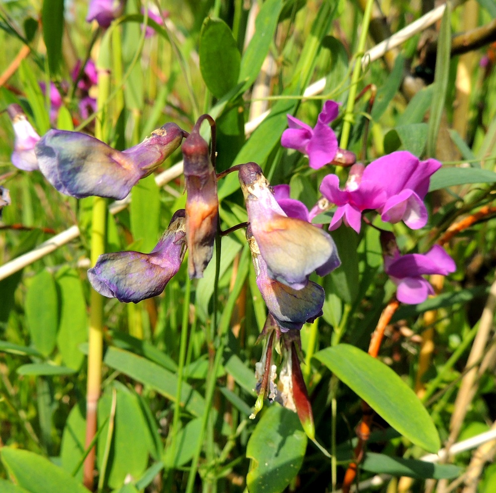 Lathyrus palustris - rantanätkelmän kukinnan jälkeen teriöt lakastuvat, ja näkyville tulevat sikiäimet alkavat paisua kohti palkovaihetta. Niiden kärjessä säilyy otana emin vartalo. 17.7.2015. Copyright Hannu Kämäräinen.