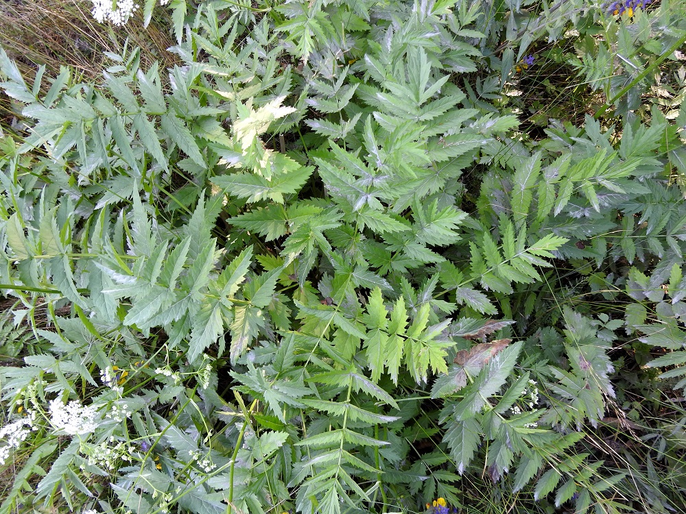Pimpinella major - isopukinjuuren aluslehtien ja alempien varsilehtien lapa on lähes tasaleveästi kertaalleen parilehdykkäinen, useimmiten noin 15-26 cm pitkä ja leveimmältä kohtaa noin 8-15 cm leveä. Ruoti on noin 15-40 cm pitkä. 23.7.2018. Copyright Hannu Kämäräinen.