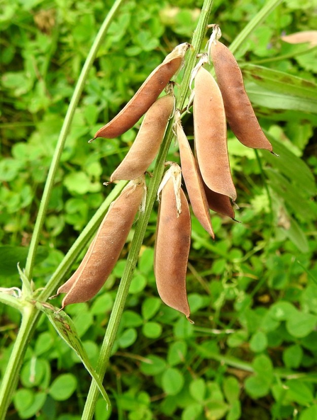 Vicia cracca - hiirenvirnan hedelmäpalko on lähes suorasivuinen mutta tyvestään kapeneva ja alapuolen kärjestään pyöristyvä. Se on kypsänä ruskea, pullea ja kalju sekä tavallisesti noin 10-25 mm pitkä ja leveämmältä sivultaan noin 4-6 mm leveä. Sen kärjessä säilyy pitkään otana emin kuivunut vartalo. Lehtien korvakkeet ovat kapeansuikeat, suipon teräväkärkiset ja yleensä noin 3-7 mm pitkät sekä leveimmältä kohtaa noin 0,3-1,5 mm leveät. EH, Hämeenlinna, Loimalahti, Hirsimäki, omakotialue, Näsiäntien varrella oleva pihamaa, 17.7.2024. Copyright Hannu Kämäräinen.