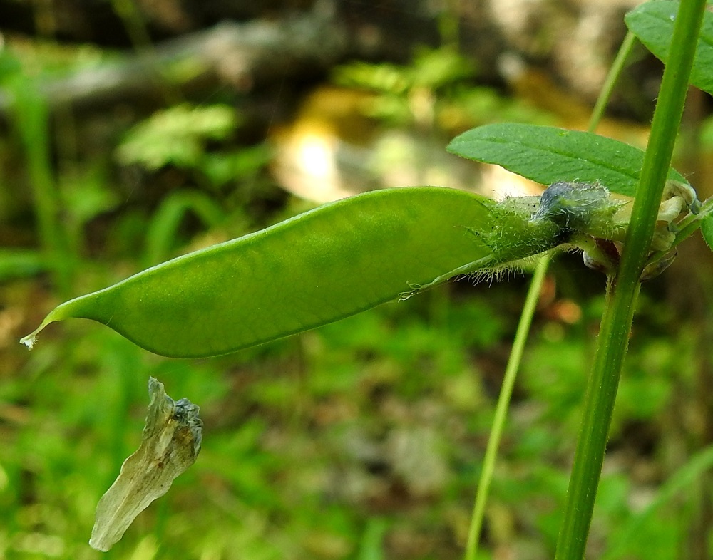 Vicia sepium subsp. sepium - etelänaitovirnan sikiäimestä kehittyy palkohedelmä, joka on lähes suorasivuinen mutta tyvestään kapeneva ja alapuolen kärjestään pyöristyvä. Se on ensin vihreä, kypsänä musta ja kalju sekä täysikasvuisena tavallisesti noin 20-30 mm pitkä, pulleahko ja leveämmältä sivultaan noin 5-8 mm leveä. Sen kärjessä säilyy pitkään otana emin kuivunut vartalo. Vaikka palossa on yli kymmenen siemenaihetta, niistä kehittyy yleensä vain kolme - seitsemän siemeniksi asti. Siemen on pallomainen ja läpimitaltaan noin 5 mm. Kuvassa palon alapuolisella tyvellä on vielä jäljellä suurelta osin yhdiskasvuinen hedekokonaisuus. A, Finström, Bastö, pohjoiskärki, Ekudden, tammi- ja saarnivaltaisen niemen kärkiosa, 21.6.2022. Copyright Hannu Kämäräinen.