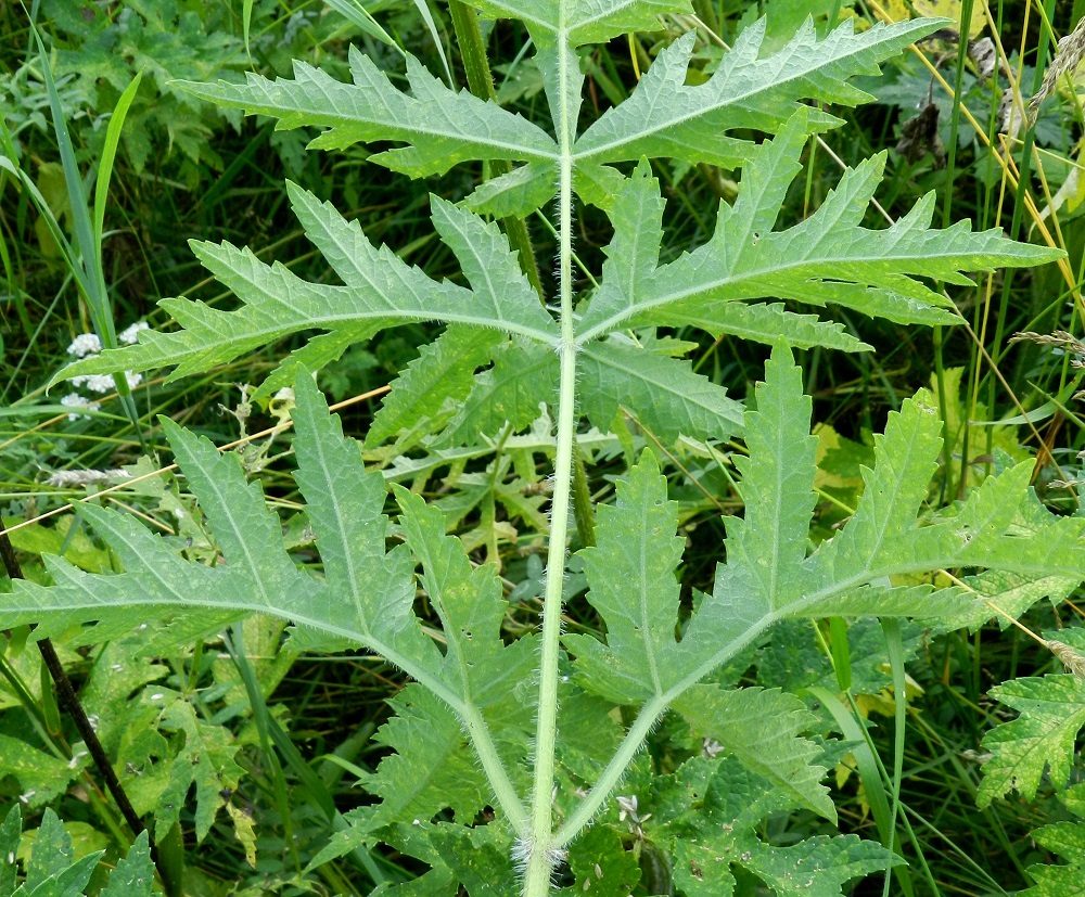 Heracleum sphondylium subsp. sibiricum - idänukonputken lehdet ovat alta sini- tai vaaleanvihreät ja erityisesti suonia myöten sekä lehden keskirangasta ja lehdykkäperistä tiheähkösti siirottavakarvaiset. EH, Hämeenlinna, Ahvenisto, Poltinahon entisen varuskunta-alueen laita, Turuntien varren niittyalue Olympiakylän kohdalla, 27.7.2012. Copyright Hannu Kämäräinen.